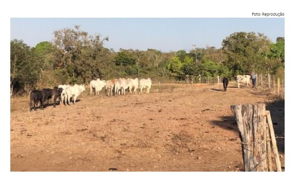 Gado roubado de fazenda de prefeito é recuperado pela polícia