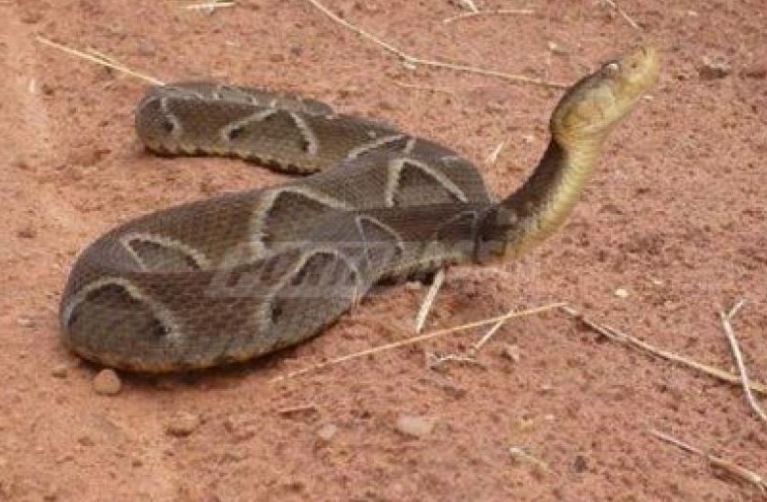 Bombeiros de Colíder capturam serpente venenosa no centro de Colíder.