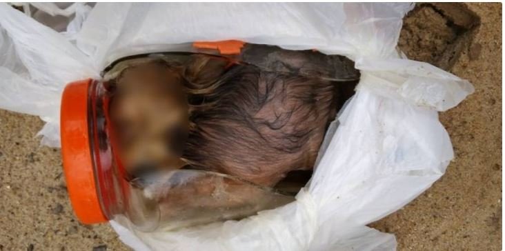 SELVAGERIA Polícia encontra cães dentro de potes de vidro em casa abandonada pelo dono