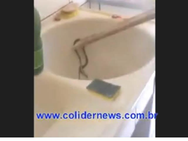 Bairro Sagrada Família em Colíder está virado num ninho de cobras venenosas. (Vídeo)