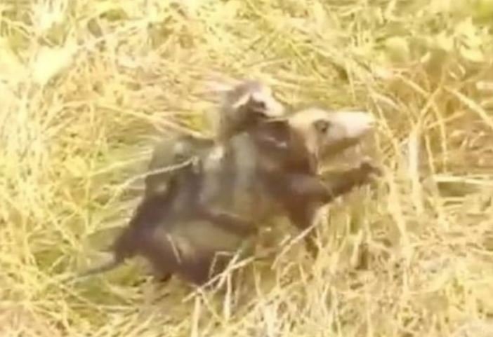 Gambá ferida em incêndio foge das chamas carregando os filhotes; veja o vídeo