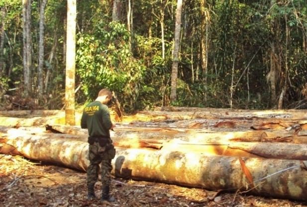 IBAMA flagra retirada ilegal de madeira em propriedade de ex-prefeito em MT