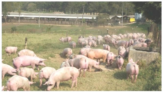 China tem novo caso de febre suína na região sudoeste do país
