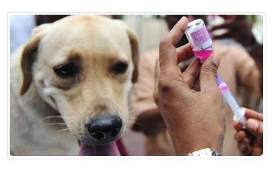 Antirrábica: Prefeitura de Colíder vacinará cães e gatos nas comunidades rurais de 2 a 9 de setembro; confira o cronograma