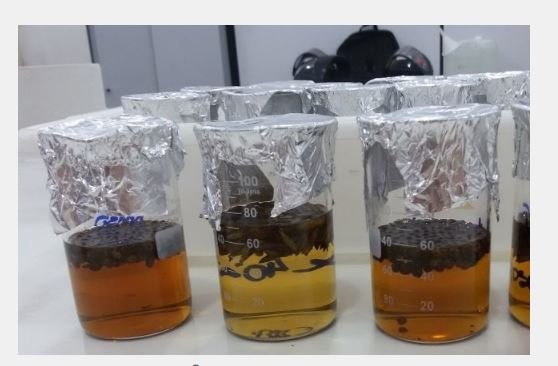 Pesquisadores desenvolvem protocolos de preservação de sementes de árvores do Pantanal