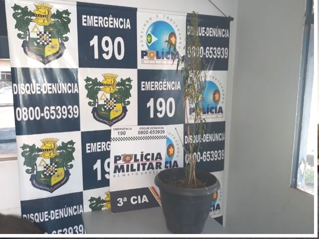 PM de Colíder apreende um grande pé de Maconha numa chácara. (Vídeo)