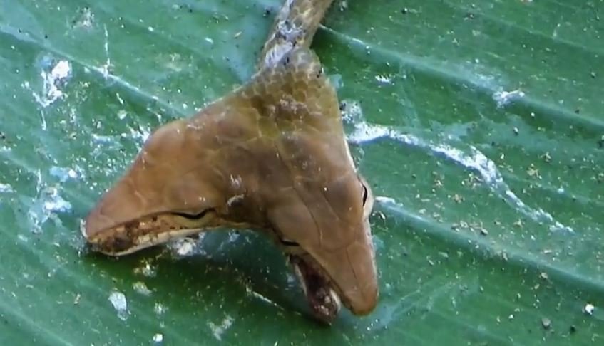 Cobra de duas cabeças é achada em ilha paradisíaca