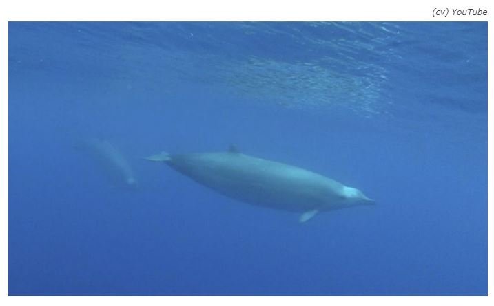 Descoberta na costa do Japão nova espécie de baleia-bicuda
