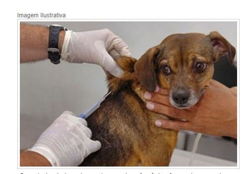 Cão é diagnosticado com raiva e prefeitura faz "cerco" em região