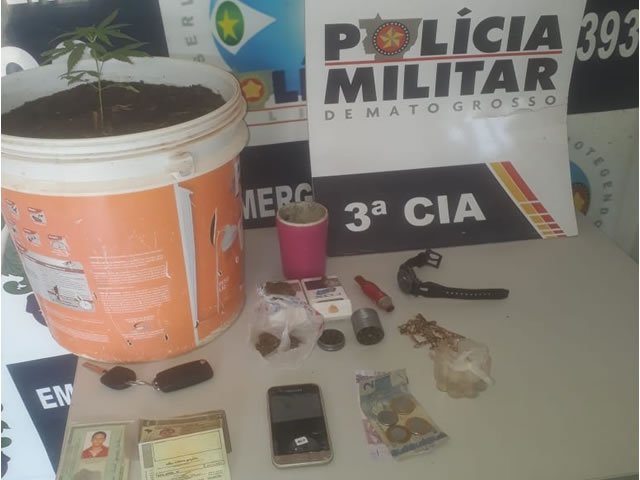 PM de Colíder prende três e com entorpecentes é um pé de Maconha. (Vídeo)