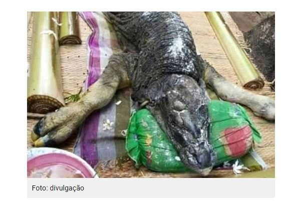 Quadrúpede com escamas e cabeça de jacaré apavora vilarejo