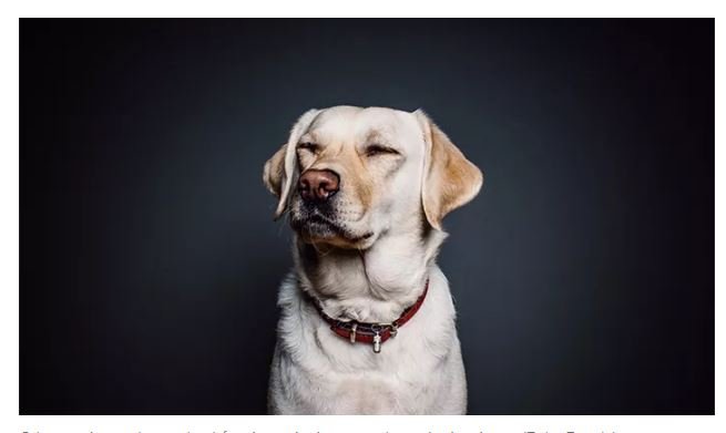 Cães estressados imitam o comportamento de seus donos, afirma estudo