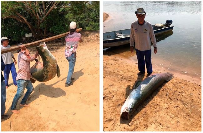 Pescador fisga Pirarucu de 150kg no rio Teles Pires em Alta Floresta