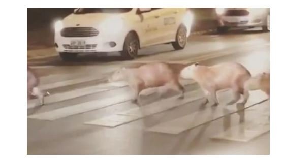 Vídeo mostra capivaras usando a faixa de pedestres