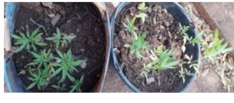 Polícia descobre plantio de maconha em região rural, mas suspeitos fogem