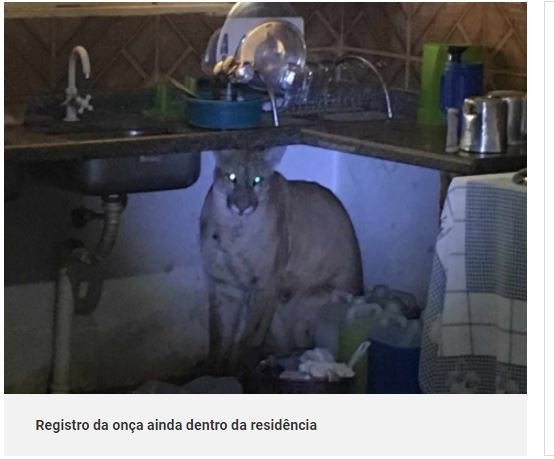 Após ser confundida com cachorro, onça é resgatada de residência