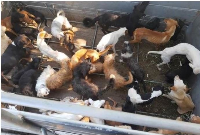 Polícia prende família que vendia carne de cachorro em Guarapari