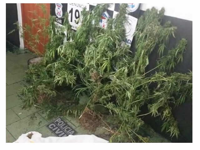 Polícia Civil localiza cultivo de maconha no interior de Peixoto de Azevedo