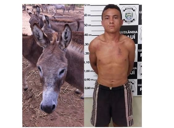 Maior estuprador de jumentas do Brasil é preso no Piauí após estuprar mais de 500 animais