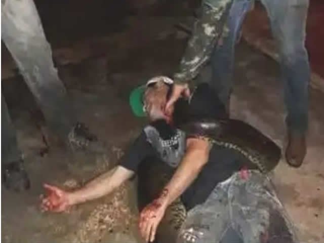 Sucuri quase mata homem em varanda de casa