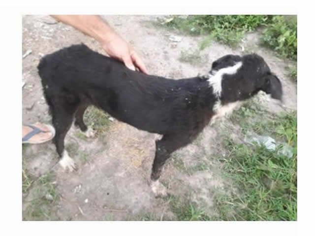 Cadela é resgatada em lixão após se esconder em fogão velho e ser soterrada por entulhos em Lucas do Rio Verde