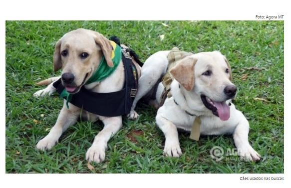 Polícia vai investigar voluntário que apresentou cães farejadores para procurar menino desaparecido