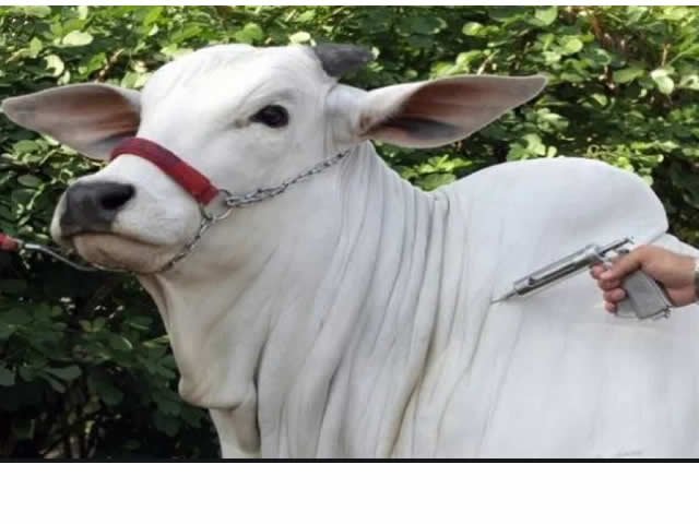 Pecuaristas de MT ja começaram a segunda etapa de vacinação bovina contra aftosa.