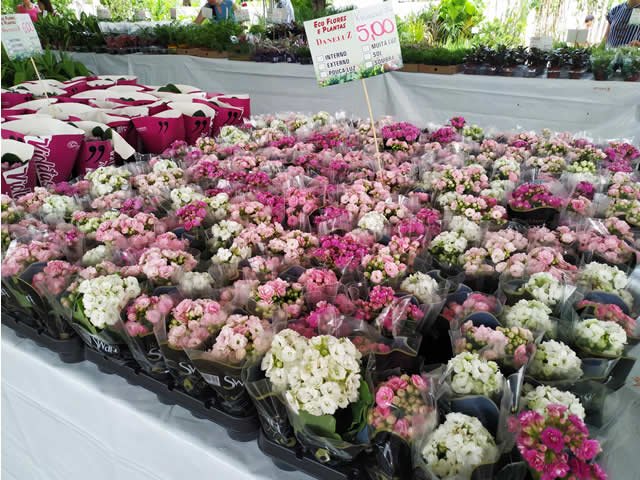 Acontece em Colíder a 9ª Exposição de Flores e plantas. (Vídeo)