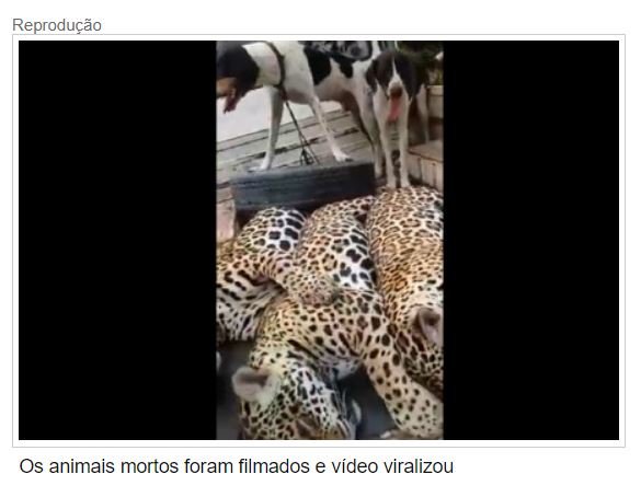 Polícia apura se três onças foram mortas em MT; assista