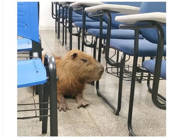 Universitária se depara com capivara ao chegar em sala de aula e faz selfie para colegas: ‘Aluno novo galera’