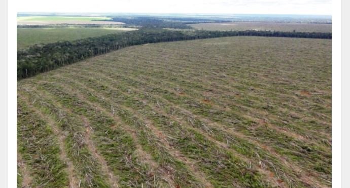 Mato Grosso é o segundo Estado que mais desmata a floresta amazônica