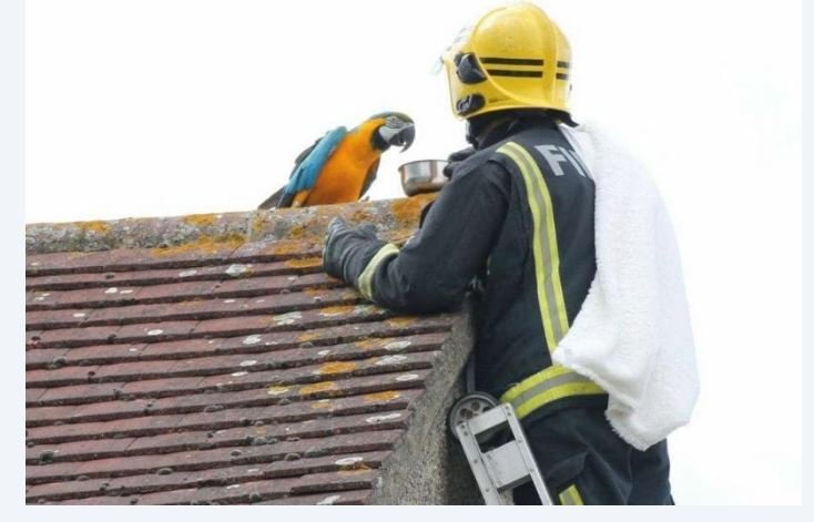 Arara mal educada xinga bombeiros ao ser resgatada de telhado