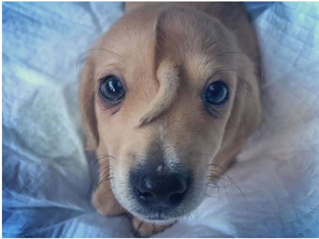 Cão ou narval? Este filhote nasceu com um rabinho na testa