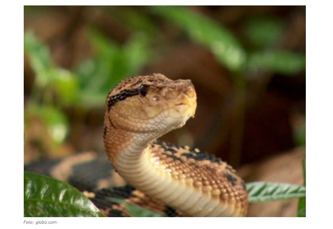 Sitiante é picado por cobra surucucu e morre em Mato Grosso