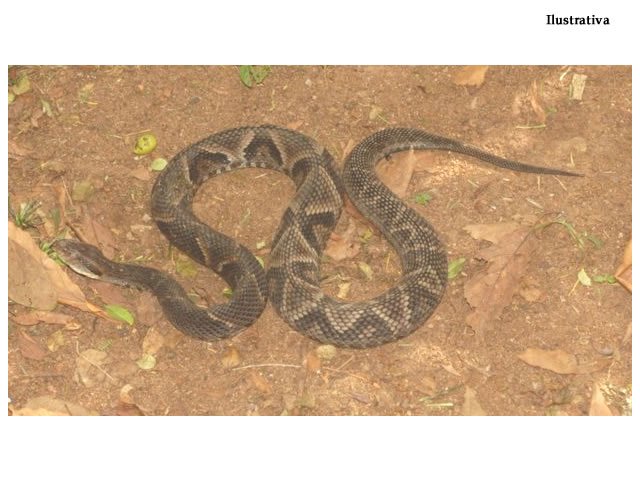 Bombeiros de Colíder resgataram mais três serpentes venenosas na área central da cidade.