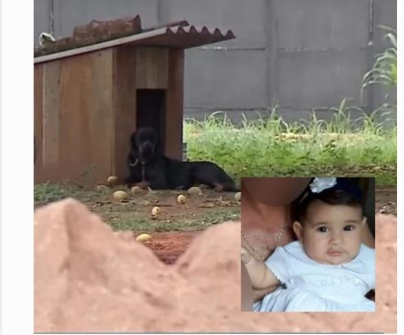 Dono de cão pode responder por homicídio após ataque e morte de criança de 1 ano em Cláudia