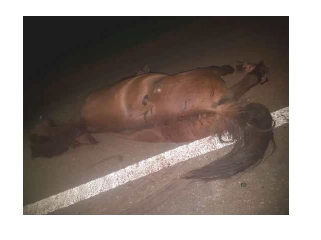 Motorista morre ao bater carro em cavalo e capotar em rodovia de Poxoréu
