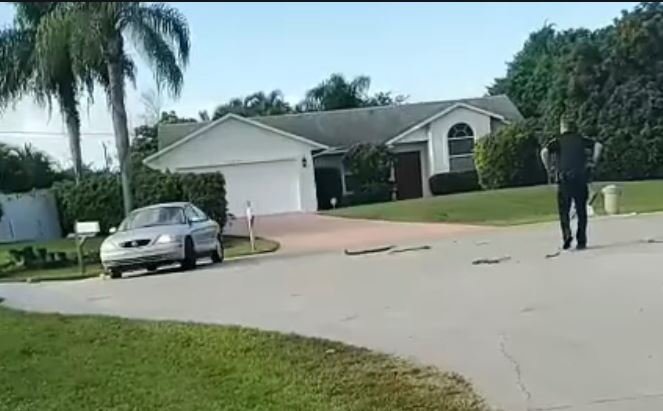 Cachorro trancado em carro dirige em círculos até a chegada da polícia nos EUA