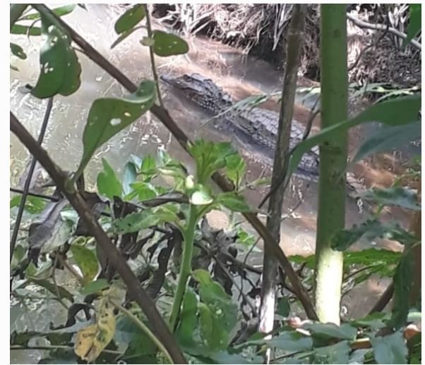 Moradora flagra jacaré se refrescando em lago no centro de Lucas do Rio Verde