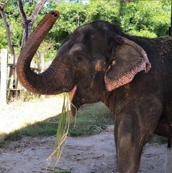 Elefanta Lady chega ao Santuário do Elefantes em Chapada dos Guimarães