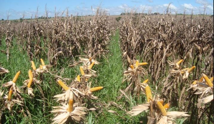 Embrapa valida zoneamento de consórcio de milho com braquiária para Mato Grosso