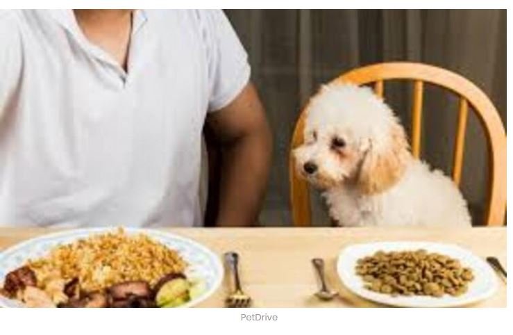 5 alimentos que você jamais deve dar para o seu cachorro