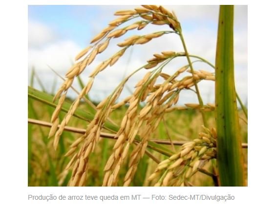 MT produz quase 500 toneladas de arroz por mês e ocupa o 4° lugar na produção nacional