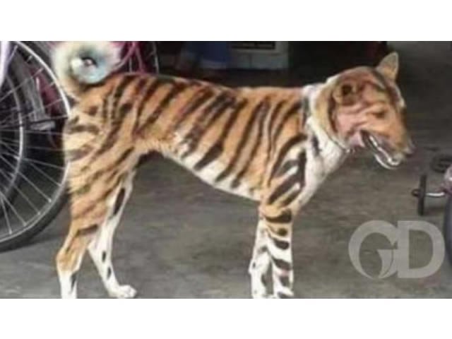 Agricultor transforma cão em tigre para assustar macacos