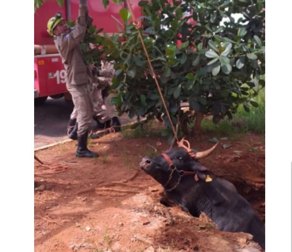 Boi cai numa fossa e mobiliza bombeiros em MT. (Fotos)