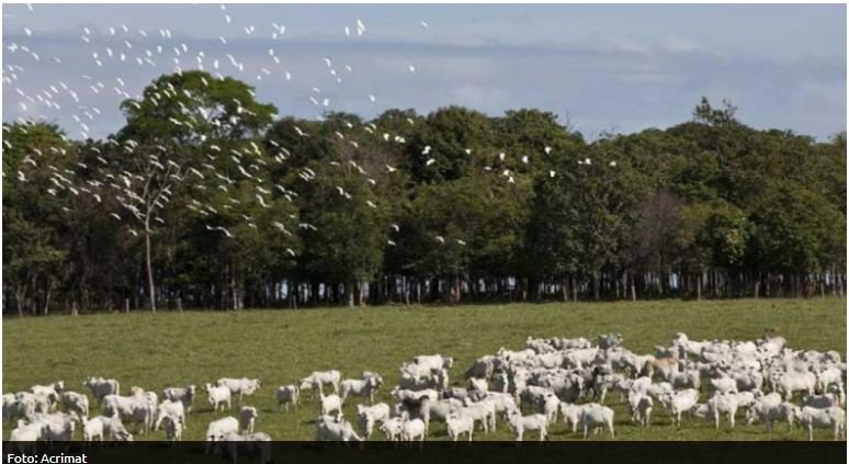 MT lidera venda de carne bovina com 1,4 milhão de cabeças abatidas