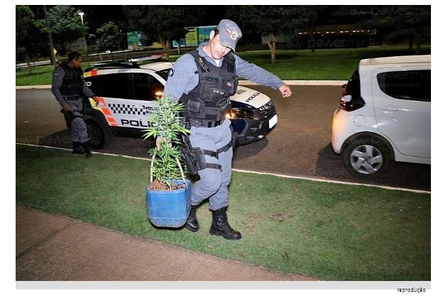 Jovem é preso por cultivar pés de maconha no quintal da residência