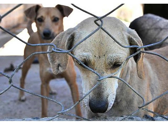 Projeto aumenta pena para quem ferir cães e gatos