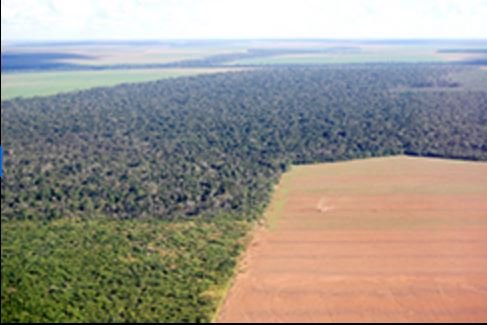 Após alta da carne, ambientalistas temem subida do desmatamento na Amazônia