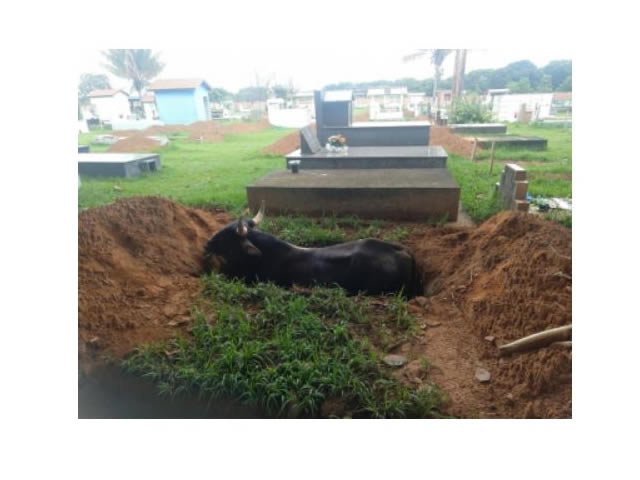 Boi é resgatado após cair em cova de cemitério em MT